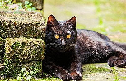 《绝地潜兵2》总监针对DEI发言 反而把自己拖进了战场